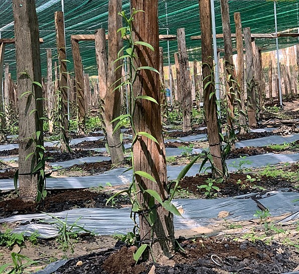 Cây vani là loài lan thân leo, cộng sinh nên cần trụ cho cây bò theo. 