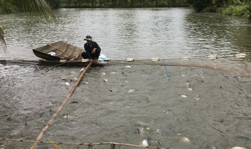 Người nuôi cá tra thương phẩm vùng ĐBSCL đang chịu áp lực nặng bởi con giống và thức ăn giá tăng vọt. 
