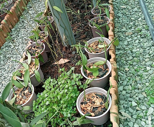 Giai đoạn ươm giống vanilla.