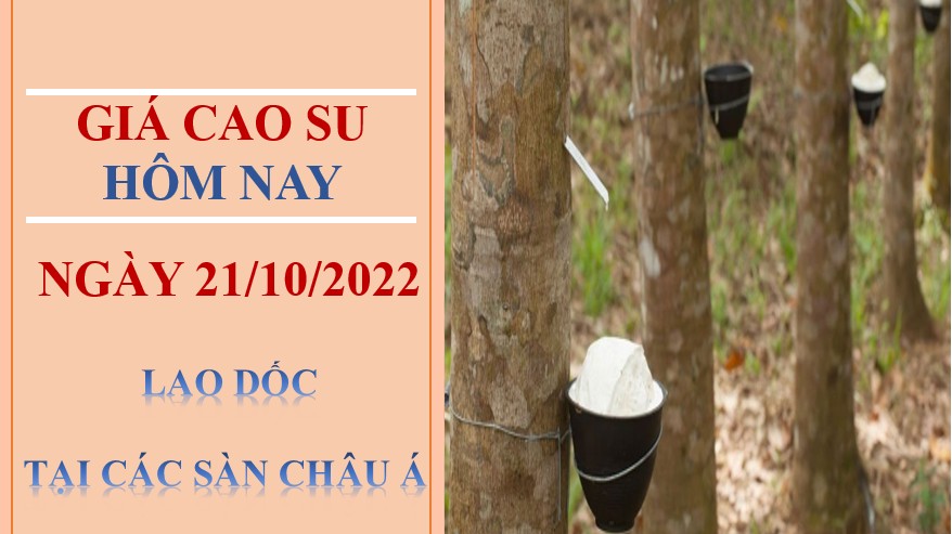 Giá cao su hôm nay 21/10/2022: Lao dốc tại các sàn châu Á