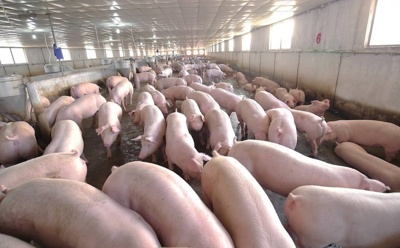 Dự báo giá heo hơi tăng nhẹ vào tuần tới do thị trường đang dần ổn định.