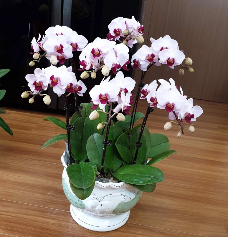 Cây chi lan hồ điệp