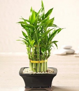 Những loại cây dân công sở săn lùng vì mang lại may mắn