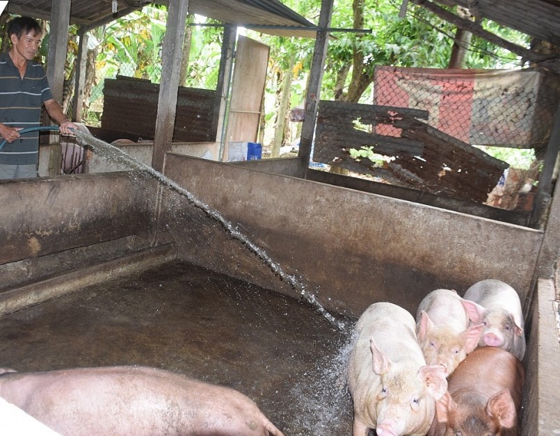 Người dân huyện Hoài Ân, tỉnh Bình Định đẩy mạnh tái đàn heo phục vụ Tết Nguyên đán năm 2023.