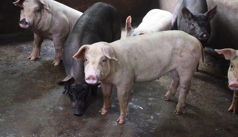 Đàn heo của nông dân huyện Hoài Ân phát triển tốt.