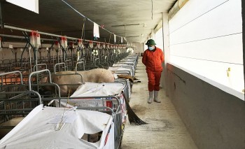 Đón đầu thị trường thịt heo Tết, Bình Định đẩy mạnh tái đàn và phòng dịch