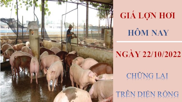 Giá lợn hơi hôm nay 22/10/2022: Chững lại trên diện rộng
