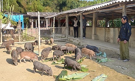 Liên kết giữa người chăn nuôi và người trồng trọt sẽ là giải pháp huy động nguồn lực cho chăn nuôi nông hộ.