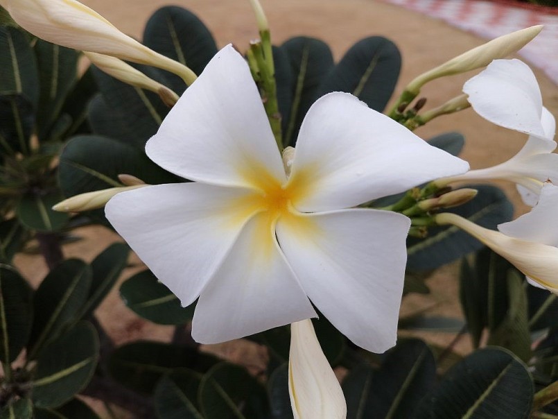 Realme C33: Chiếc máy “ngon” nhất phân khúc 3 triệu? Realme C33: Chiếc máy “ngon” nhất phân khúc 3 triệu?