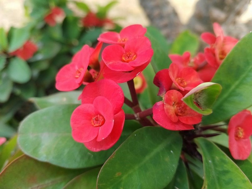 Realme C33: Chiếc máy “ngon” nhất phân khúc 3 triệu? Realme C33: Chiếc máy “ngon” nhất phân khúc 3 triệu?