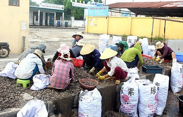 Ốc đinh là lộc biển trời ban cho dân vùng biển miền Trung.