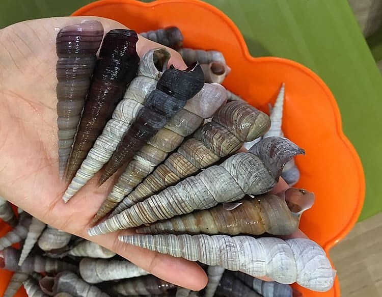 Ốc đinh còn có tên gọi khác là ốc điếu, ốc dùi, ốc xoắn.