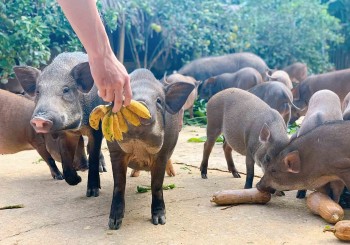 Những mô hình nuôi heo ăn chay, bà con có thể áp dụng ngay để làm giàu