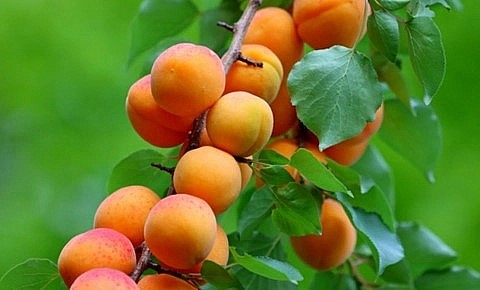 Mơ rừng là loại quả phổ biến ở nước ta.