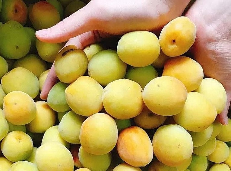 Đặc điểm chung của mơ là có cùi dày, vị chua, một số loại pha vị hơi đắng.