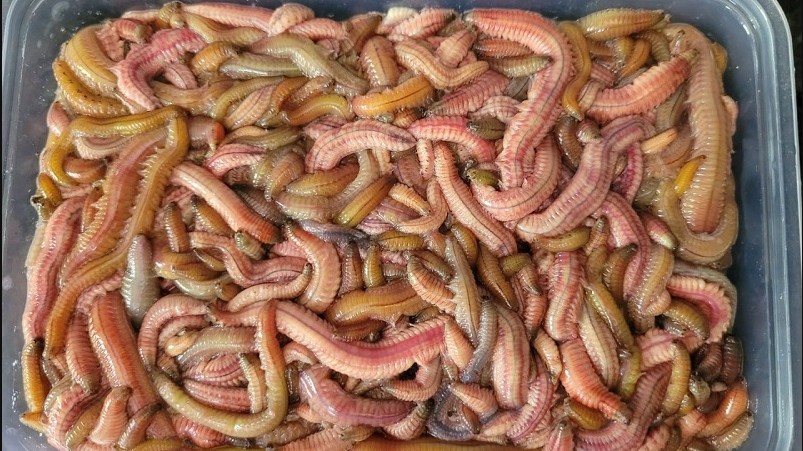 Đặc sản "rồng đất" có giá nửa triệu đồng một cân