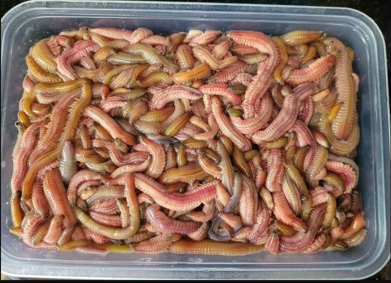 Đặc sản "rồng đất" có giá nửa triệu đồng một cân