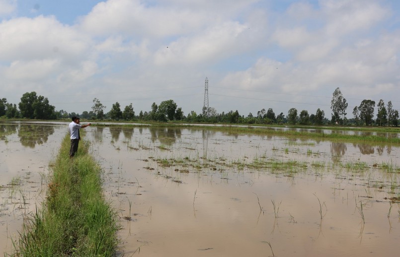 Tình trạng nông dân bỏ hoang ruộng vụ Thu Đông diễn ra ở nhiều địa phương.