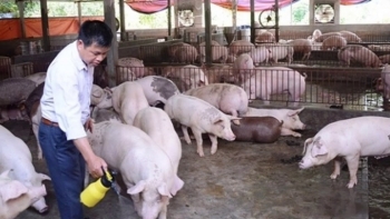 Những nguyên tắc “vàng” chăn nuôi heo hữu cơ cho người mới khởi nghiệp