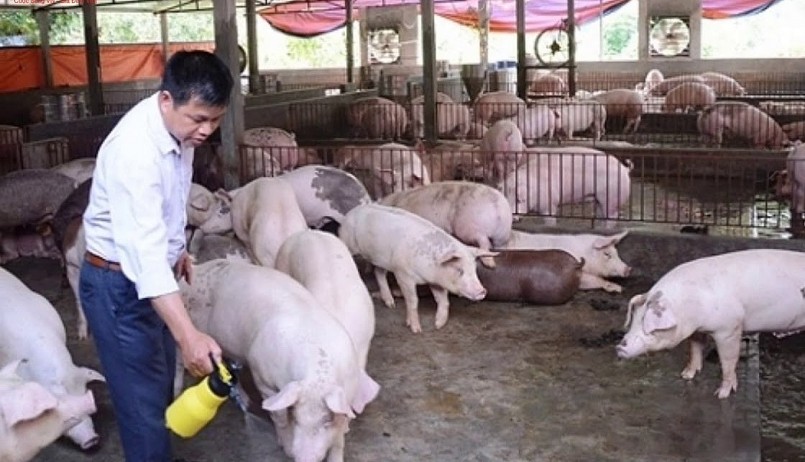 Người chăn nuôi lo lắng khi giá thức ăn chăn nuôi tăng cao, trong khi giá heo hơi vẫn ở mức thấp. Người chăn nuôi lo lắng khi giá thức ăn chăn nuôi tăng cao, trong khi giá heo hơi vẫn ở mức thấp.