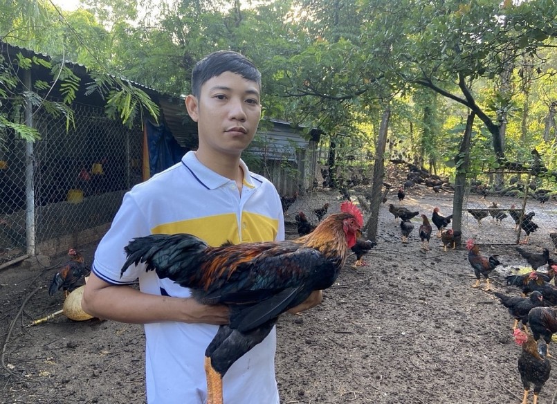 Từ thử nghiệm, anh đã tìm ra mô hình nuôi gà độc đáo, cho gà chạy bộ, kết hợp cho ăn cỏ.