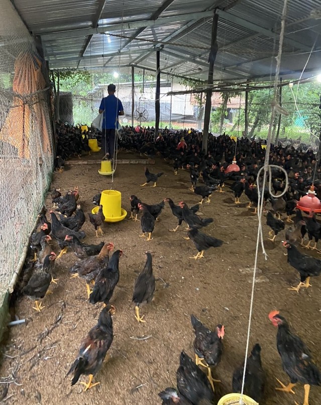 Gà có chất lượng tốt nên thị trường tiêu thụ mạnh.