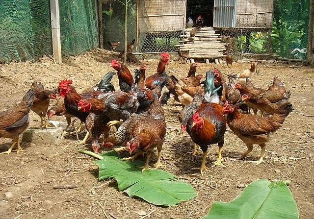 Gà được cho ăn cỏ và các loại lá cây ở địa phương.