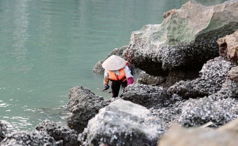 Người phụ nữ phải khéo léo để vừa bắt được hà, ốc, vừa không bị ngã hay bị cứa tay.
