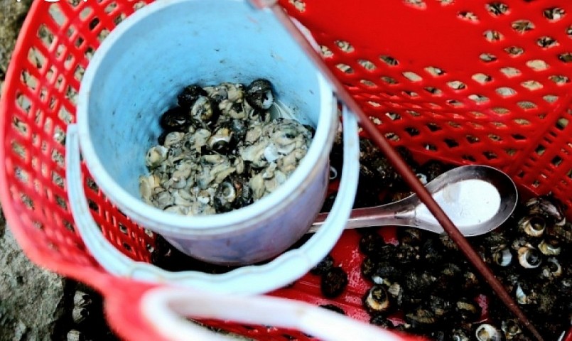 Về mùa thu đông, hà và ốc đá là hai sản phẩm phổ biến được đánh bắt.