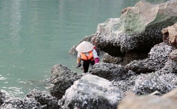 Chuyện về những phụ nữ đánh hà, bắt ốc trên vịnh Hạ Long mưu sinh nhọc nhằn