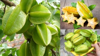 Một số cây thuốc dân gian có tác dụng hỗ trợ chữa nhiệt miệng