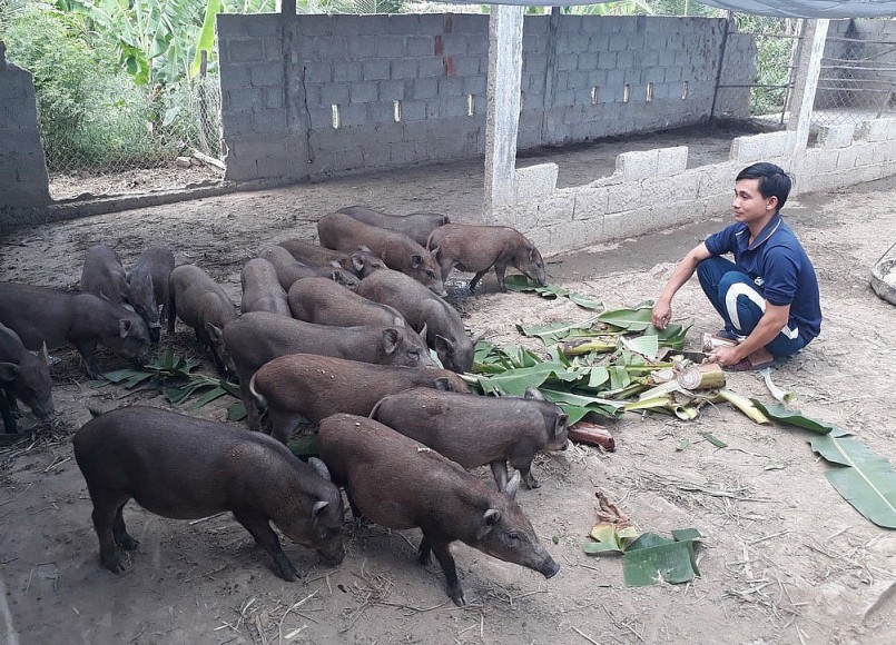 Những mô hình nuôi lợn rừng lai của người dân cho hiệu quả kinh tế cao.