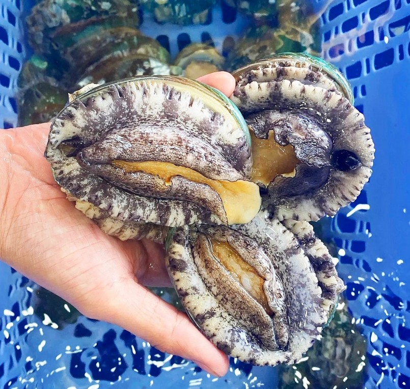 Bào ngư Hàn Quốc được bán không dưới 1,5 triệu đồng/kg tại Hà Nội.