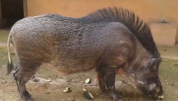 Lợn rừng có phải động vật hoang dã, khi nuôi cần những thủ tục gì?