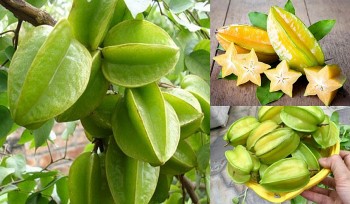 Một số cây thuốc dân gian có tác dụng hỗ trợ chữa nhiệt miệng