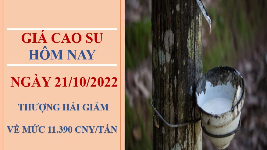 Giá cao su hôm nay 24/10/2022: Giảm mạnh toàn thị trường Châu Á