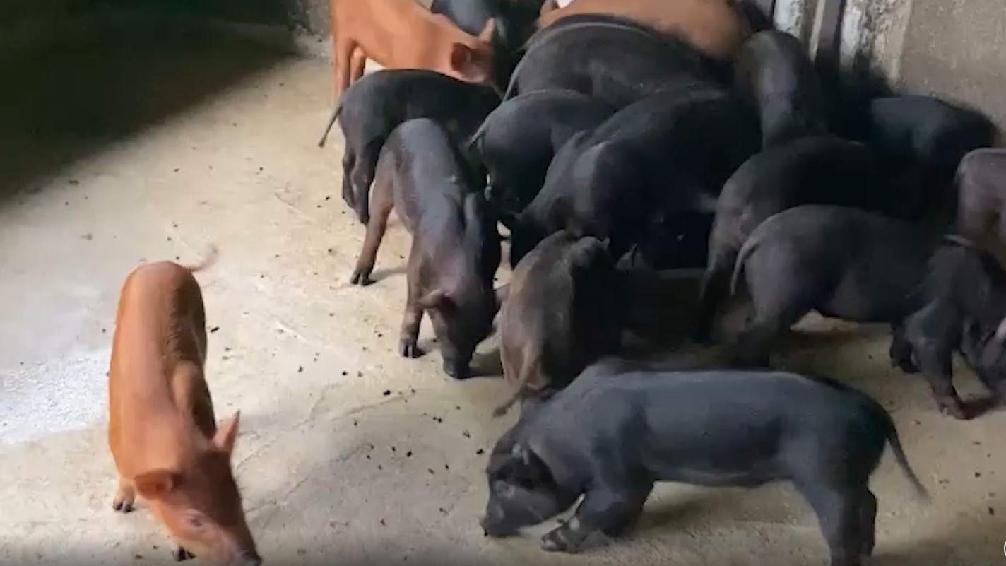 Nuôi lợn đen, lợn vàng “đẹp như tranh”, chàng nông dân Lai Châu thắng lớn