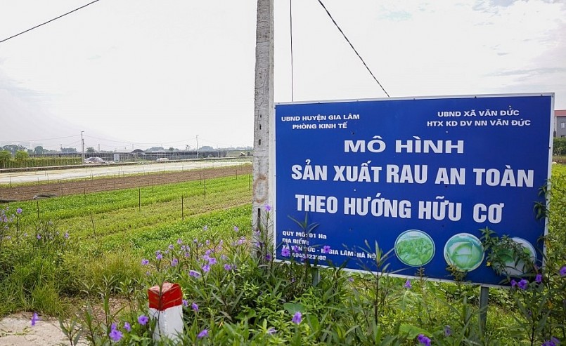 Bản thân các thương lái khi mua rau ở các chợ đầu mối cũng sẽ chọn hàng rẻ hơn, chứ không ham rau VietGAP. Bản thân các thương lái khi mua rau ở các chợ đầu mối cũng sẽ chọn hàng rẻ hơn, chứ không ham rau VietGAP.