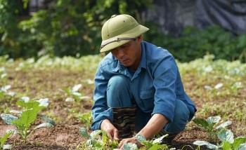 Nghịch lý rau VietGAP phải bỏ mác để cạnh tranh với rau ngoài chợ
