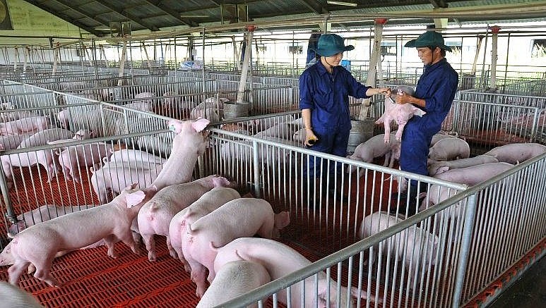 Dabaco xây dựng chuỗi chăn nuôi từ con giống đến thị trường tiêu thụ.