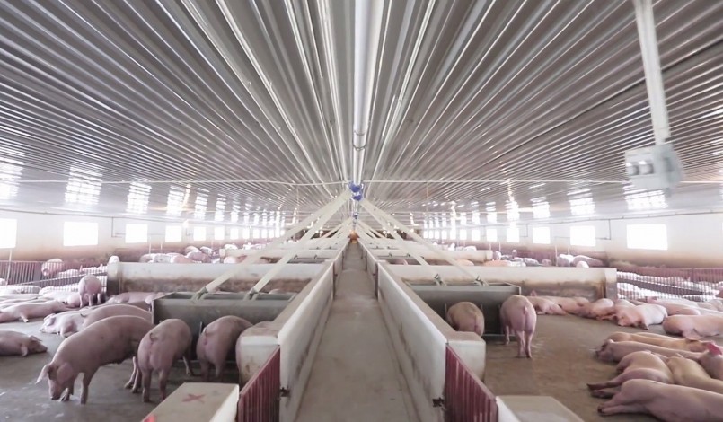 Trang trại nuôi heo của Dabaco tại Tuyên Quang.