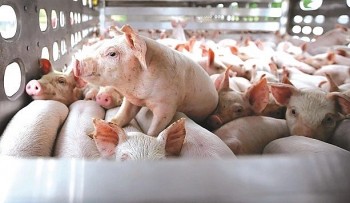 Nuôi heo tuột dốc nhưng đại gia Dabaco vẫn thu trăm tỷ mỗi năm