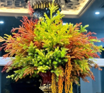 Loại lá cắm bình đẹp "như tranh", chị em chi tiền triệu cũng không có mà mua