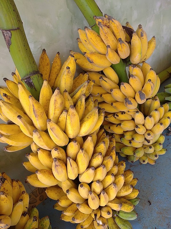 Loại quả này được ủ lên men hoàn toàn tự nhiên nên phụ thuộc vào yếu tố thời tiết và gặp khó khăn trong khâu bảo quản