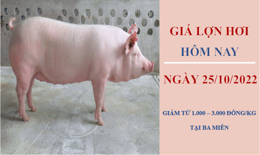 Giá lợn hơi hôm nay 25/10/2022: Giữ mức ổn định
