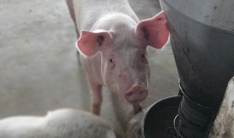 Giá thịt heo hơi hôm nay (25/10) giảm mạnh từ 1.000 đến 3.000 đồng/kg.