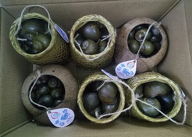 Ốc được đựng vào giỏ tre, gáo dừa để bán ra thị trường và được bảo hành sống 3 tháng tiếp theo.