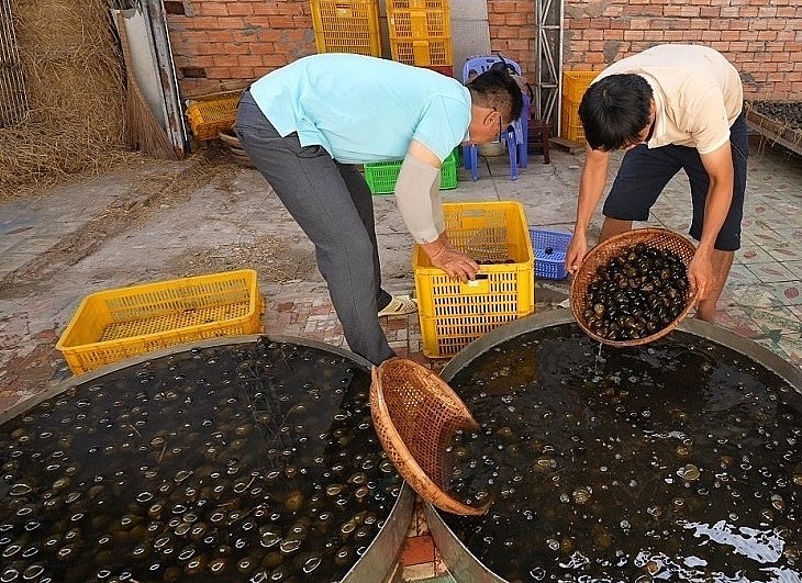 Ốc được lựa chọn những con khoẻ mạnh, rửa sạch trước khi cho đi ngủ.