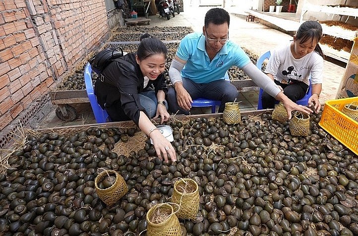 Sau khi cho ốc ngủ từ 3-4 tháng, ốc không những không bị chết mà còn có lớp thịt trắng, giòn, dai và thơm.