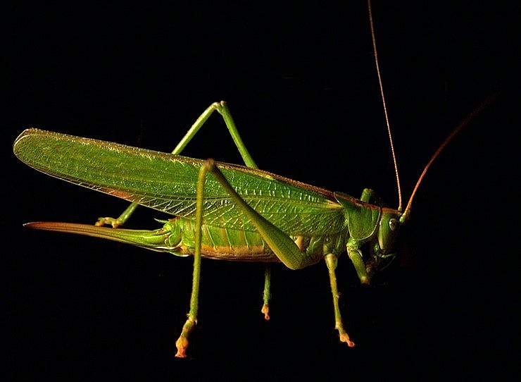 Thoạt trông, muồm muỗm có vẻ giống con cào cào, nhưng nhìn kỹ thấy mình nó thon, cánh nhỏ gọn hơn nhiều.